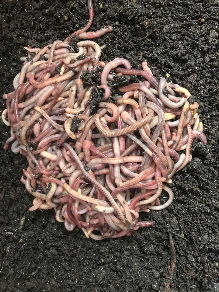 10,000 red Wiggler Composting worms