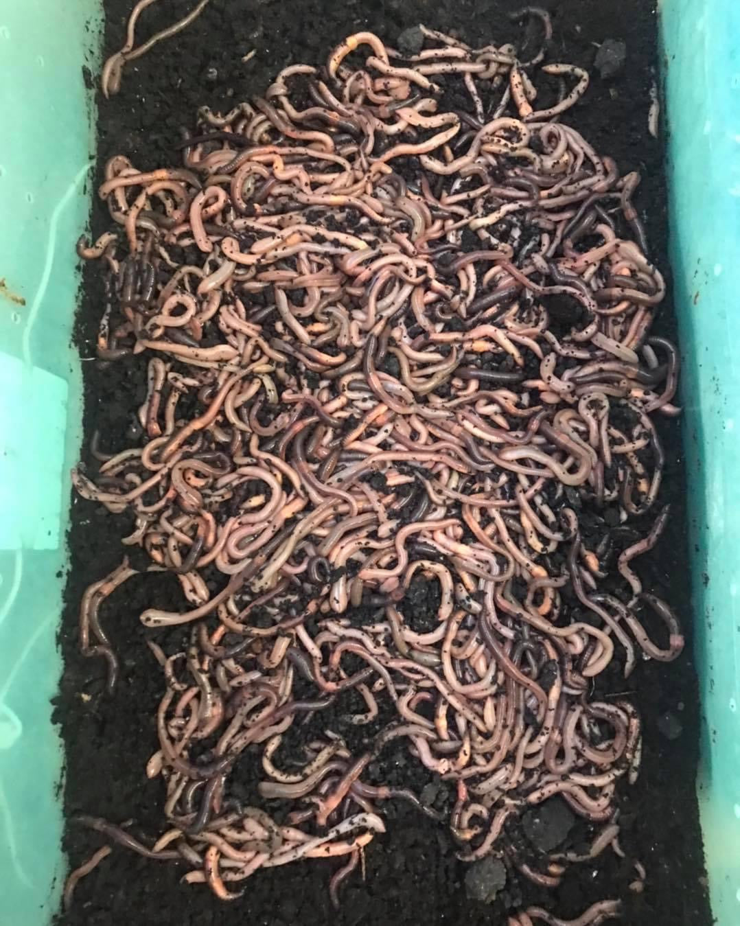 2,000 Canadian night crawlers
