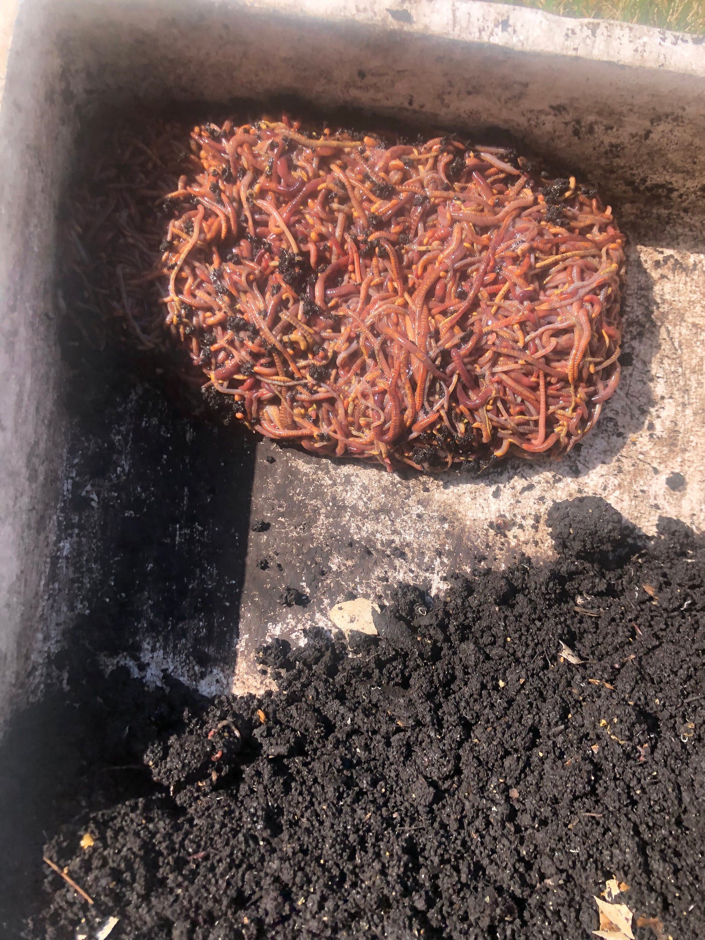 500 red Wiggler Composting worms