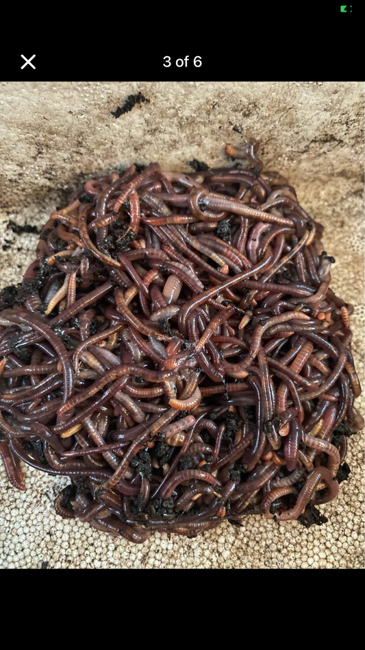 1,000 red Wiggler Composting worms