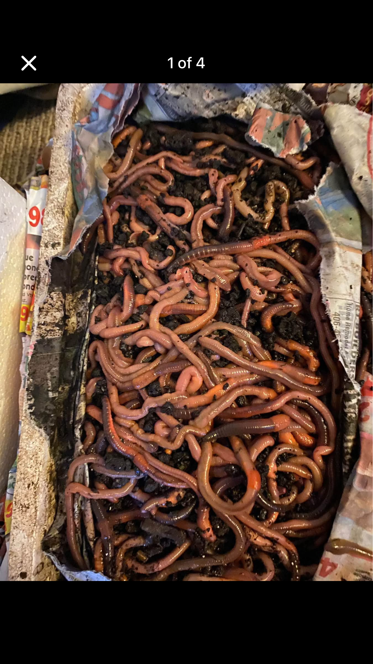 1,000 Canadian night crawlers