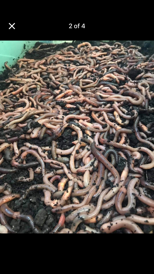 500 Canadian night crawlers