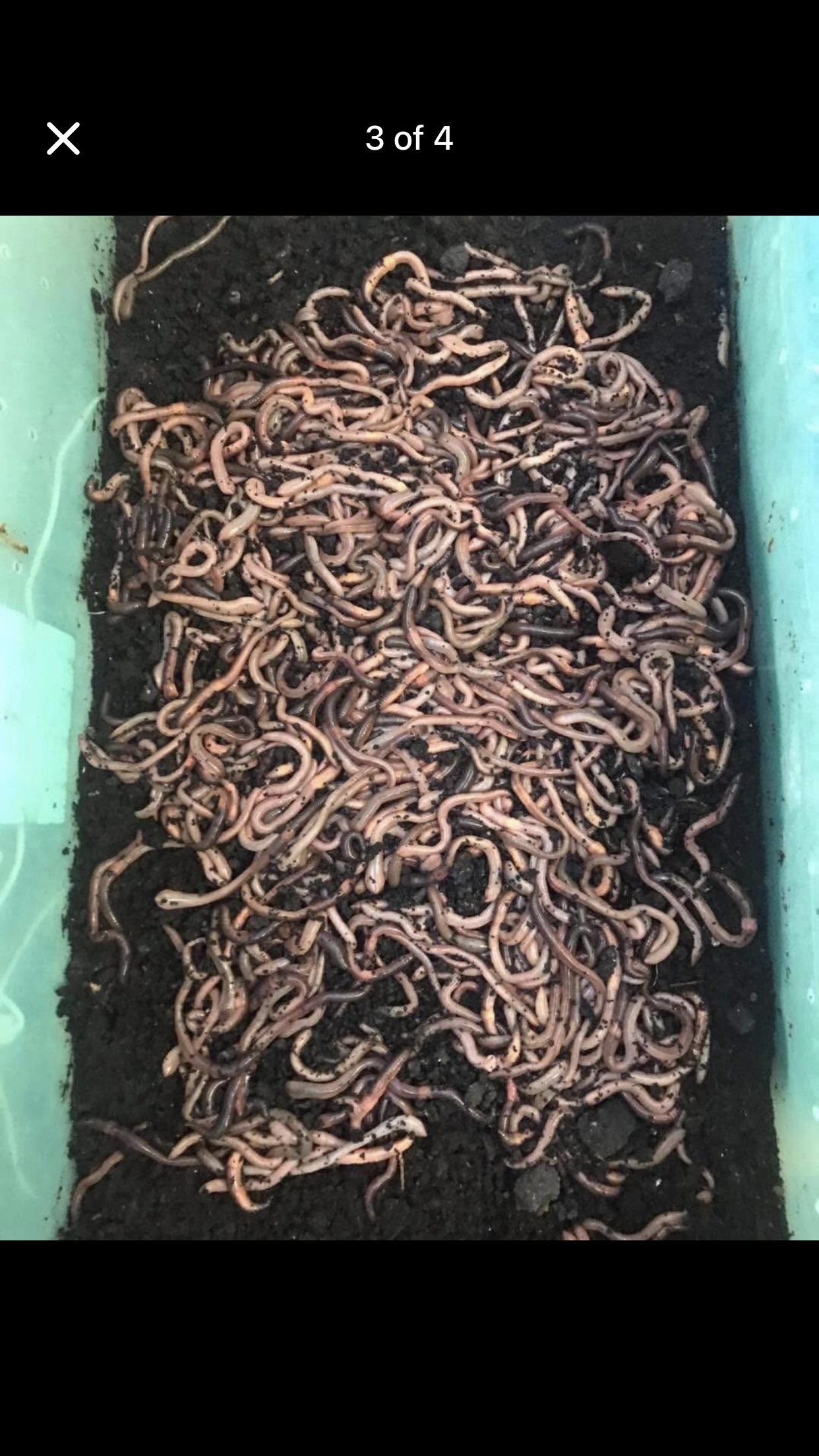 1,000 Canadian night crawlers