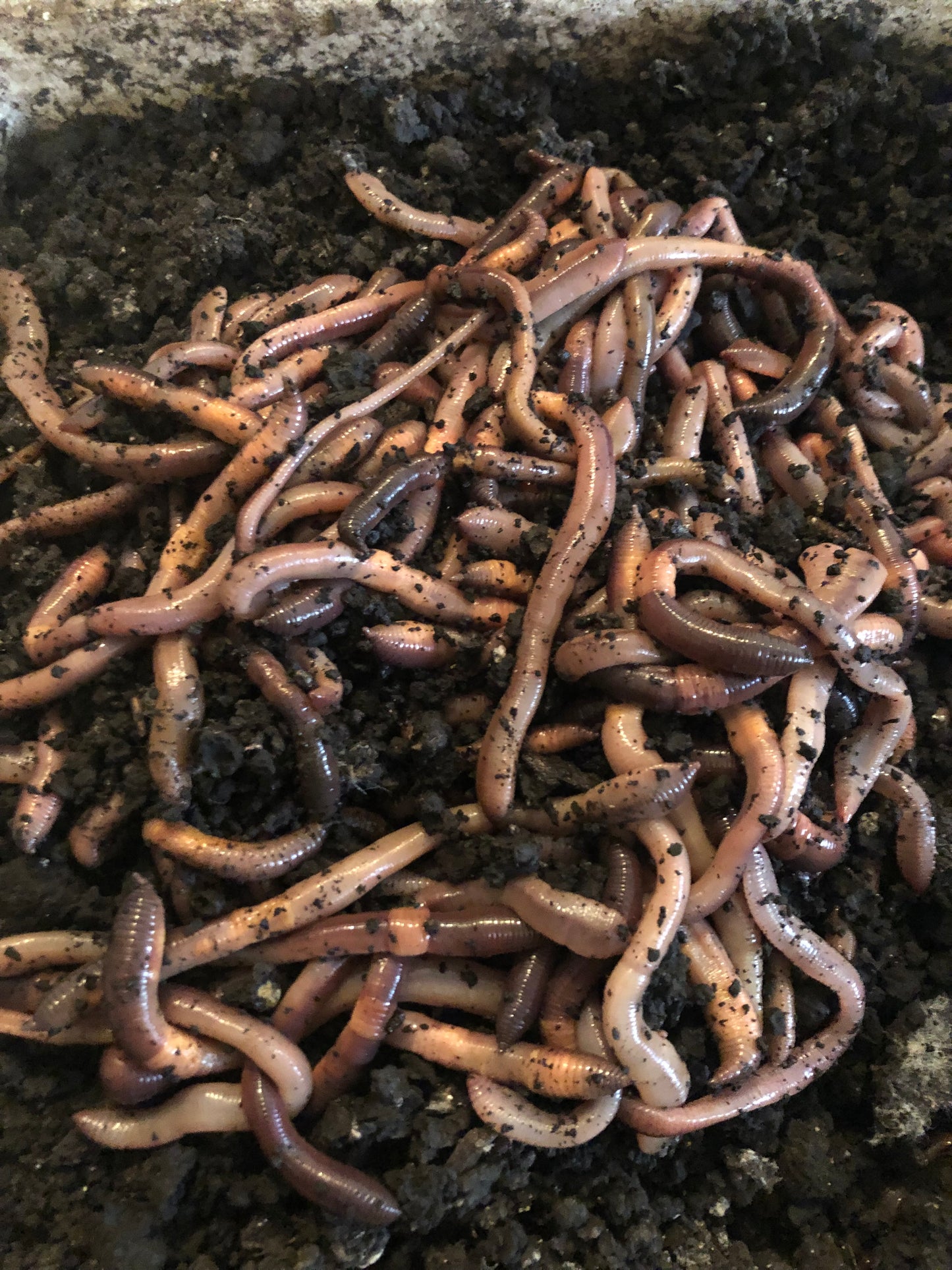 200 Canadian night crawlers