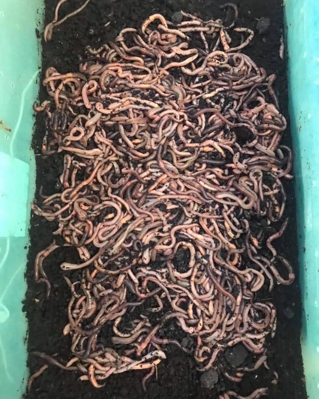 500 Canadian night crawlers
