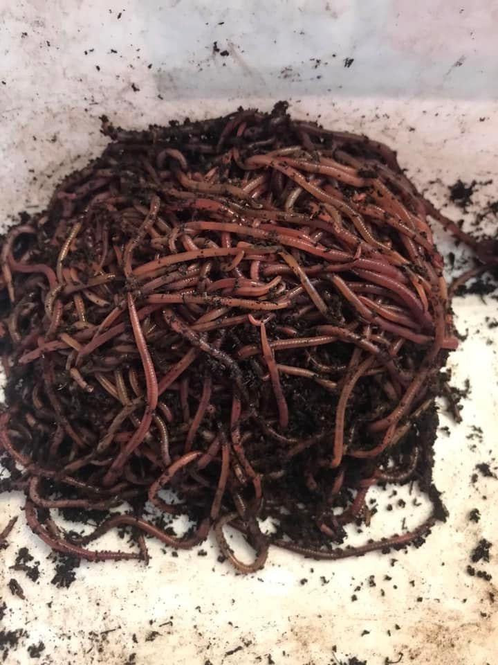 500 red Wiggler Composting worms