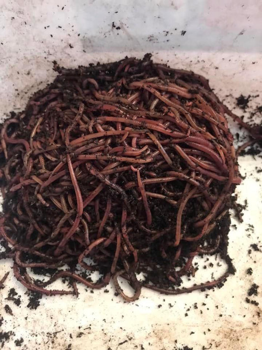 5,000 red Wiggler Composting worms