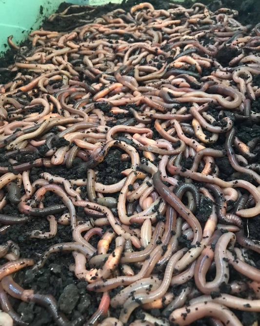 500 Canadian night crawlers