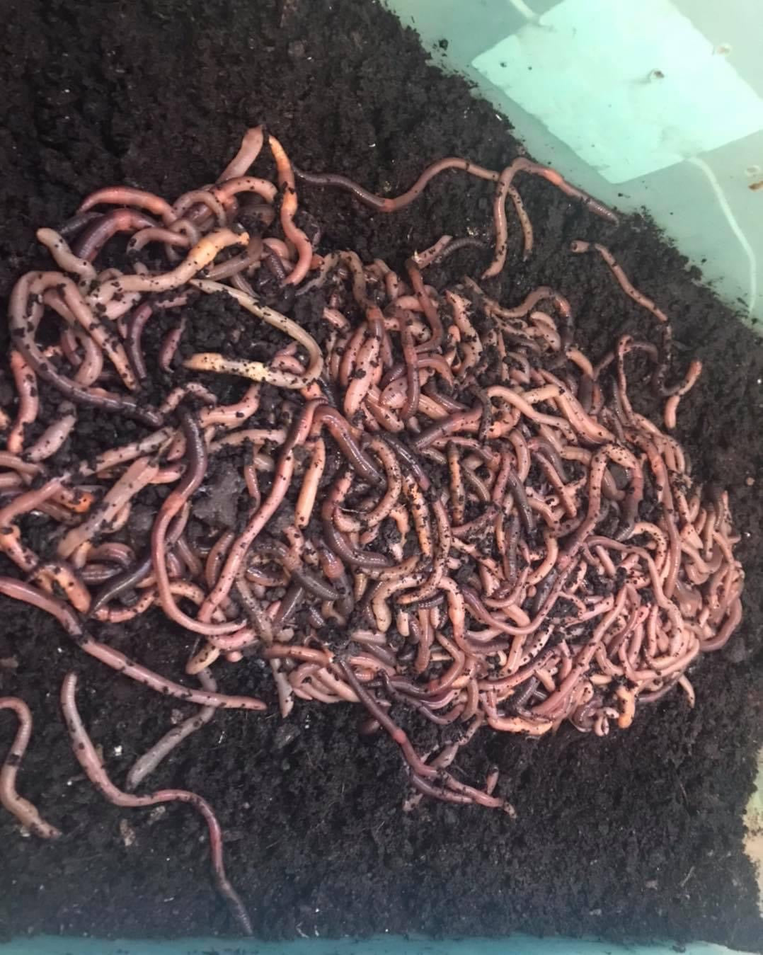 500 Canadian night crawlers