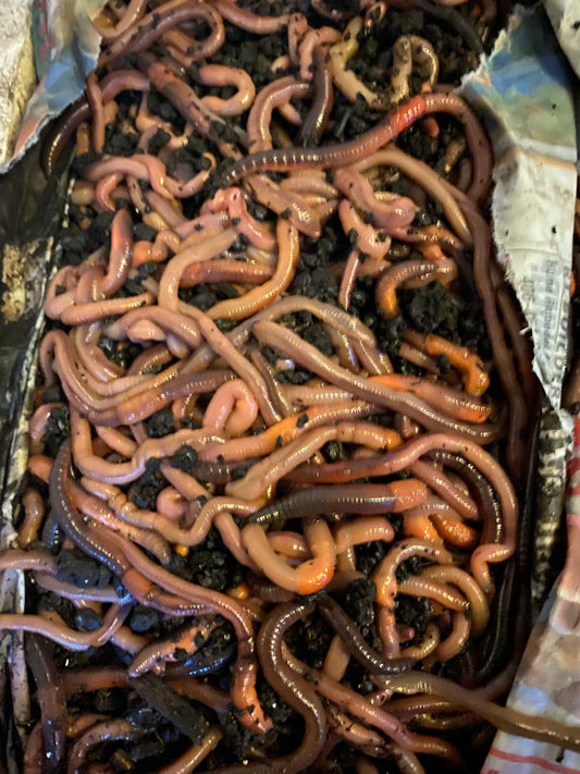 1,000 Canadian night crawlers