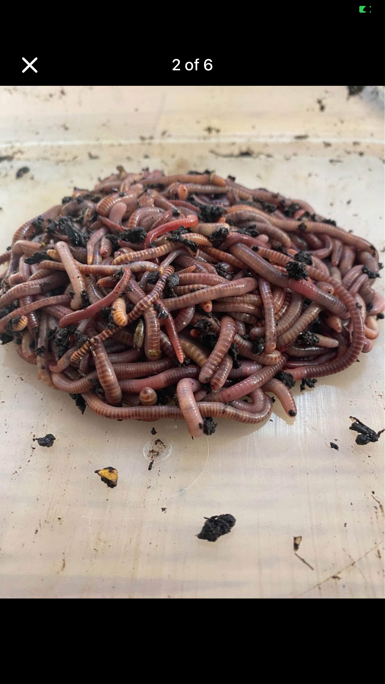 500 red Wiggler Composting worms