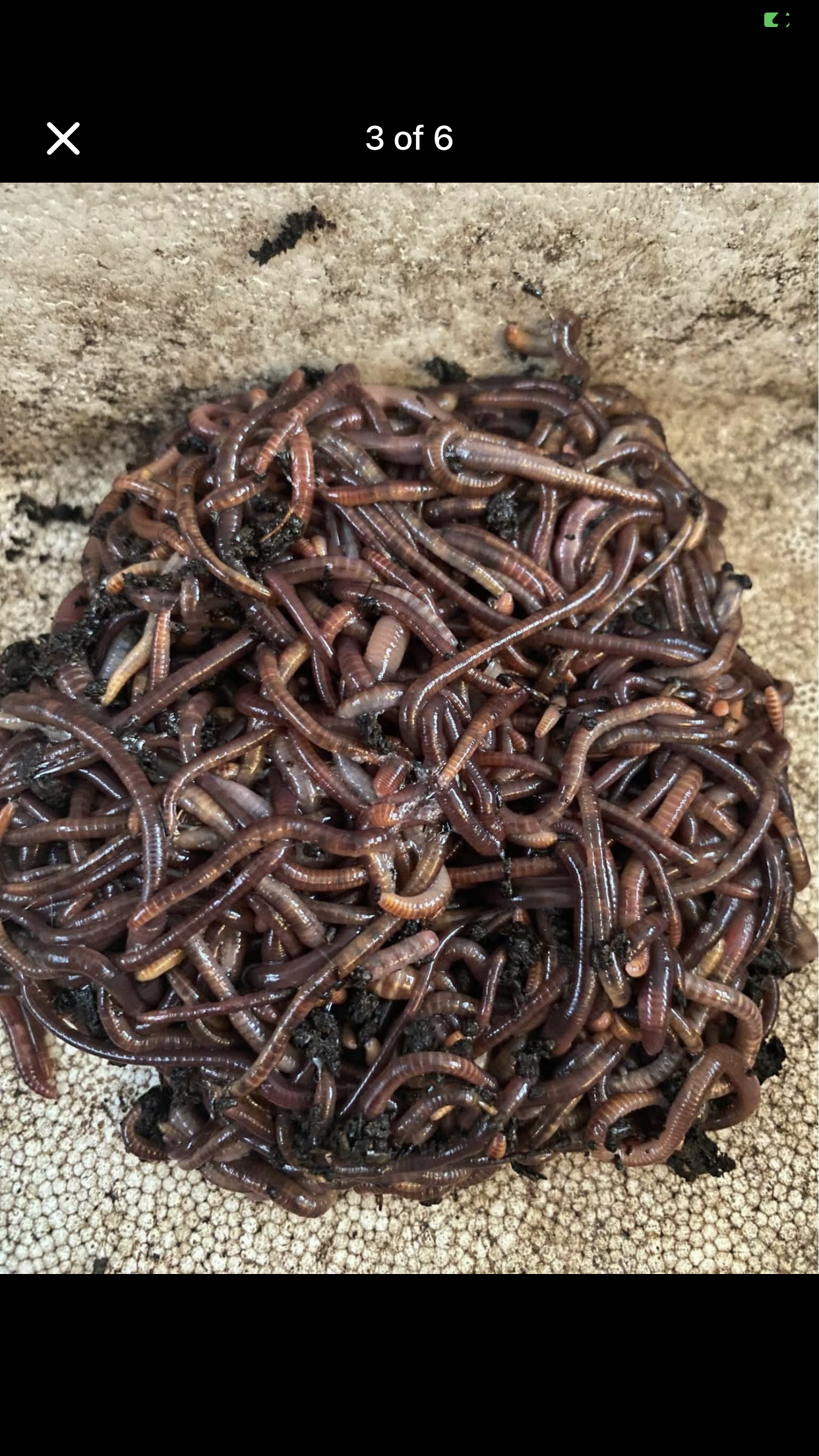 125 red Wiggler Composting worms