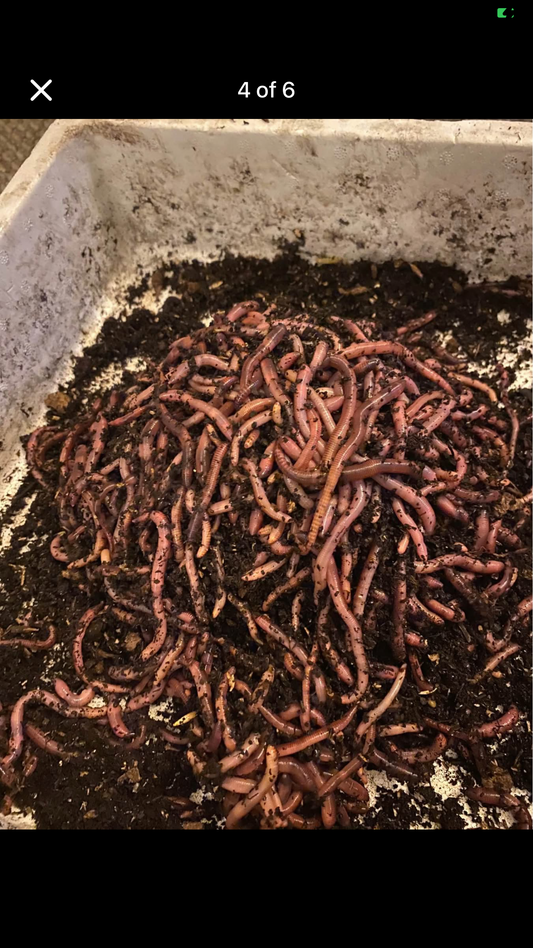 1,000 Canadian night crawlers