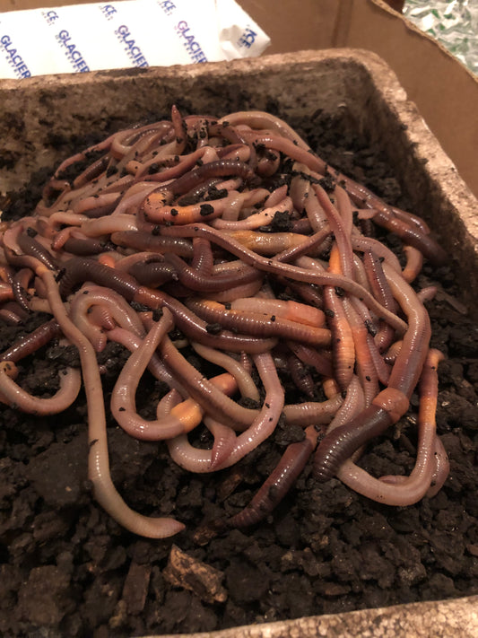 200 Canadian night crawlers