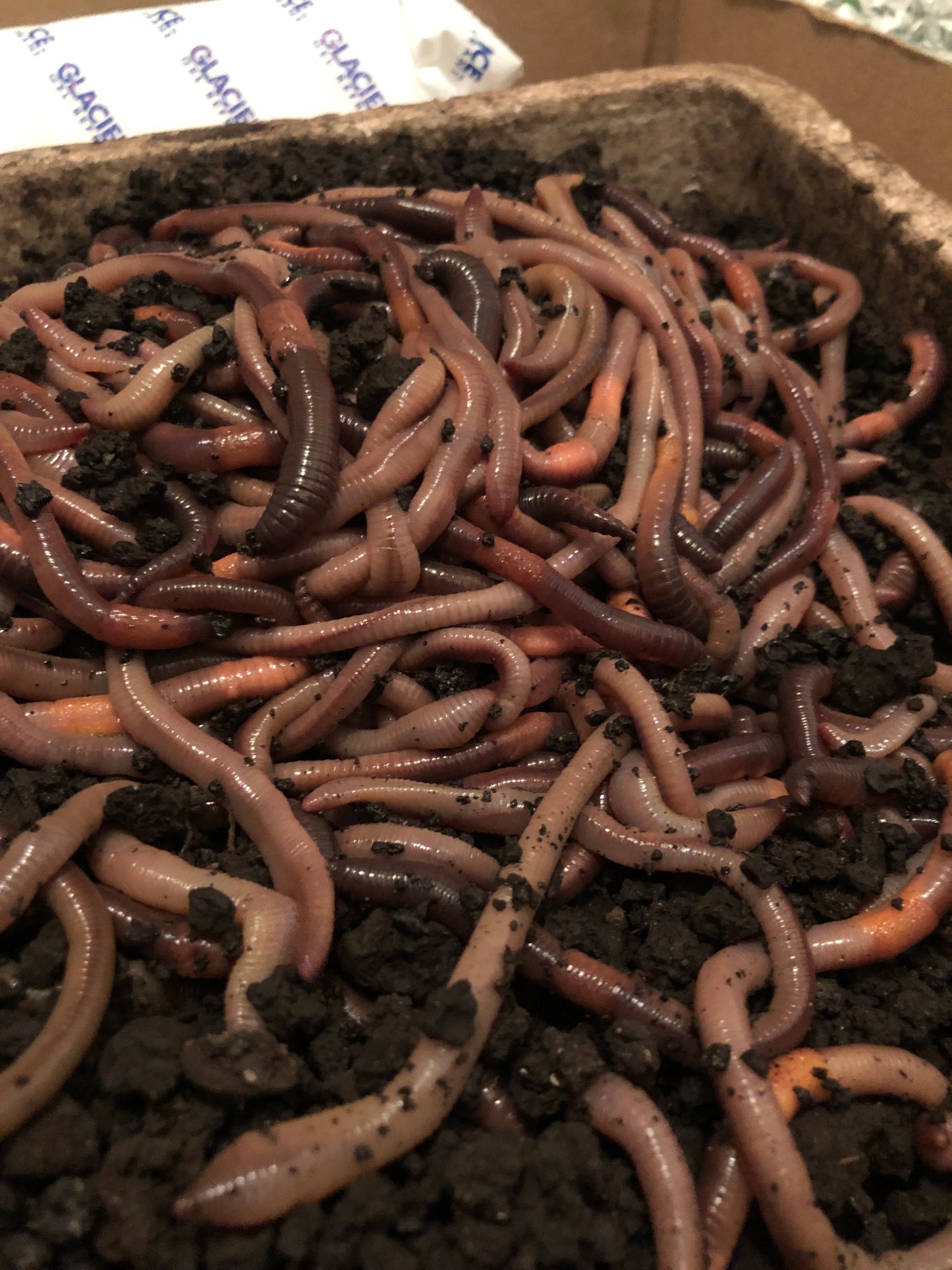 1,000 Canadian night crawlers