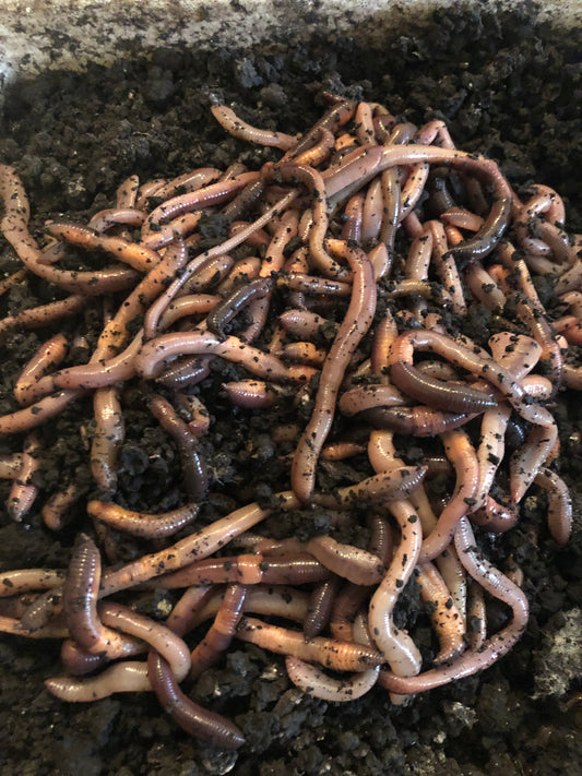 200 Canadian night crawlers