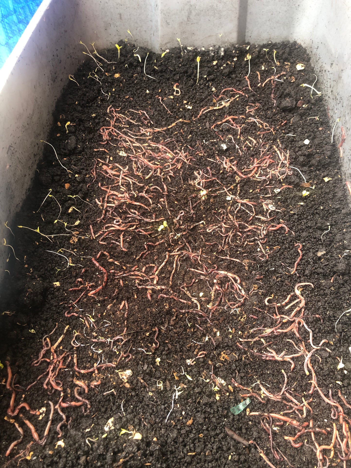1,000 red Wiggler Composting worms