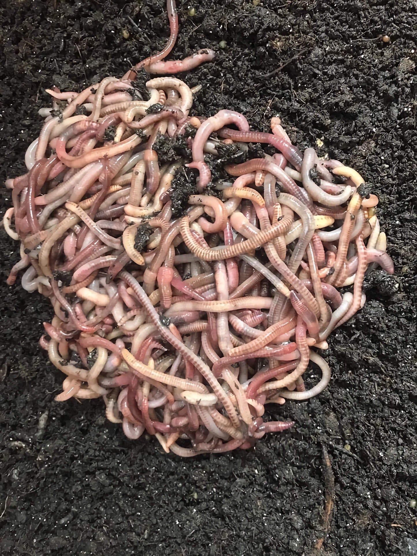 1,000 red Wiggler Composting worms